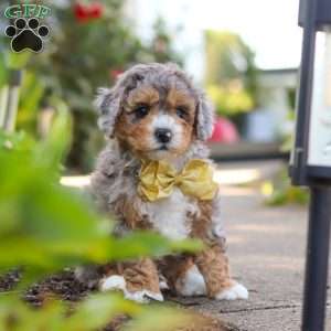 Cooper, Mini Bernedoodle Puppy