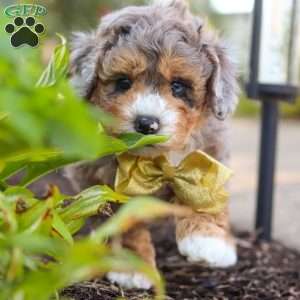 Cooper, Mini Bernedoodle Puppy