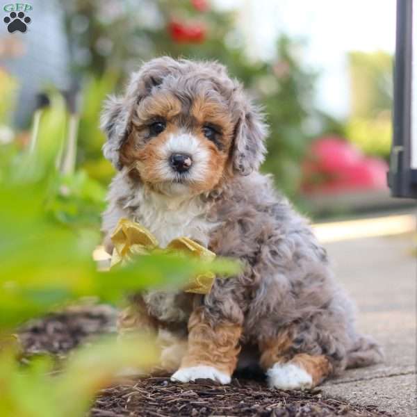 Cooper, Mini Bernedoodle Puppy
