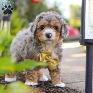 Cooper, Mini Bernedoodle Puppy