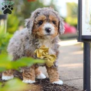 Cooper, Mini Bernedoodle Puppy