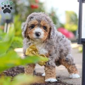 Cooper, Mini Bernedoodle Puppy