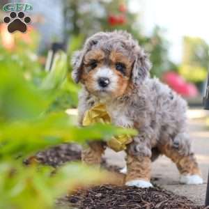Cooper, Mini Bernedoodle Puppy