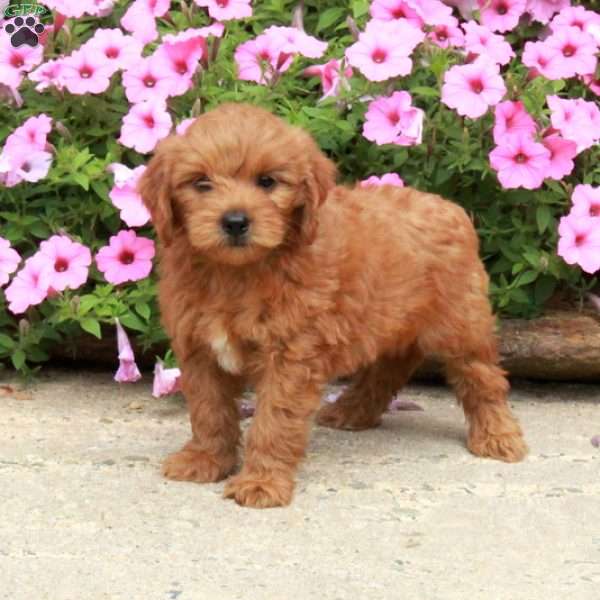 Cooper, Mini Goldendoodle Puppy