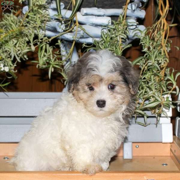 Cooper, Maltipoo Puppy
