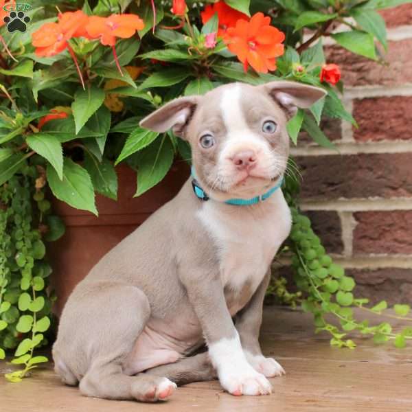 Cooper, Boston Terrier Puppy