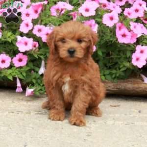 Cooper, Mini Goldendoodle Puppy