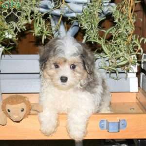 Cooper, Maltipoo Puppy