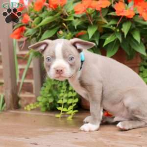 Cooper, Boston Terrier Puppy
