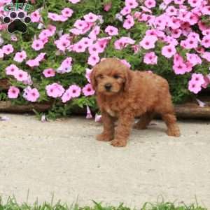Cooper, Mini Goldendoodle Puppy