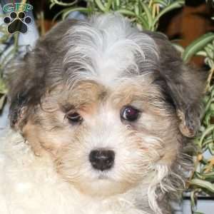 Cooper, Maltipoo Puppy