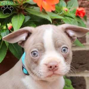 Cooper, Boston Terrier Puppy