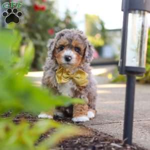 Cooper, Mini Bernedoodle Puppy