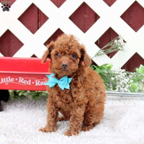 Copper, Toy Poodle Puppy