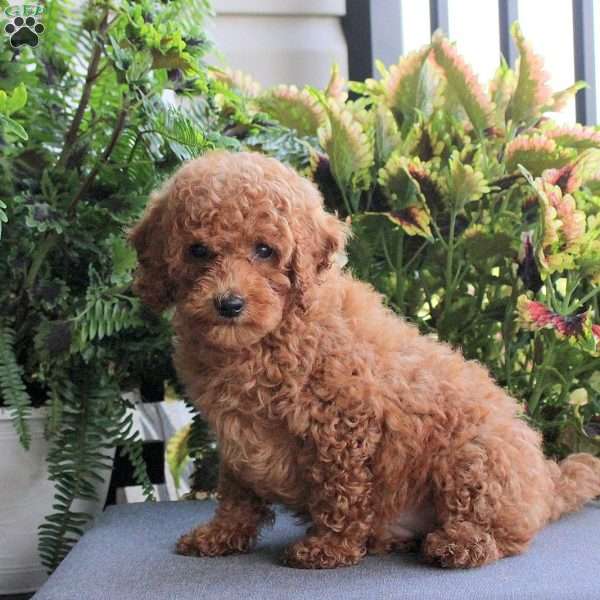 Copper, Miniature Poodle Puppy