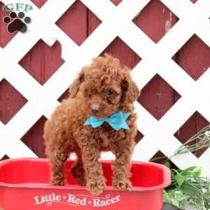 Copper, Toy Poodle Puppy
