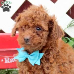 Copper, Toy Poodle Puppy
