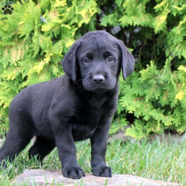 Cora, Black Labrador Retriever Puppy