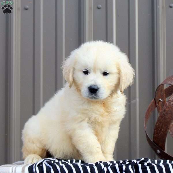 Cora, English Cream Golden Retriever Puppy