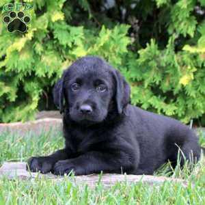 Cora, Black Labrador Retriever Puppy