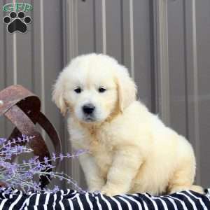 Cora, English Cream Golden Retriever Puppy