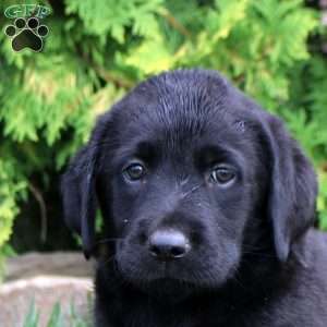 Cora, Black Labrador Retriever Puppy