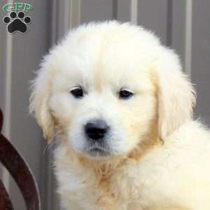 Cora, English Cream Golden Retriever Puppy