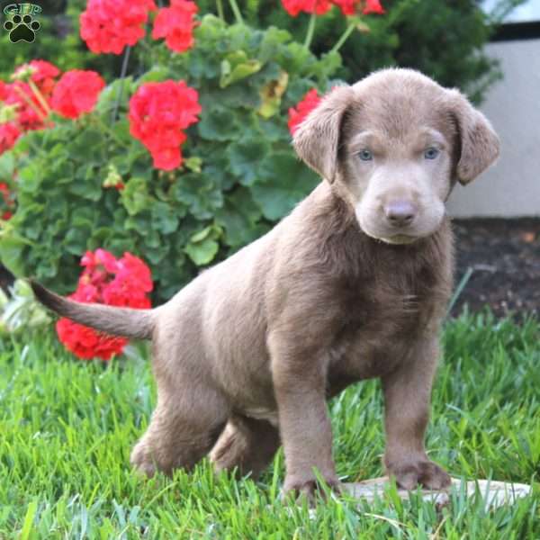 Corey, Silver Labrador Retriever Puppy