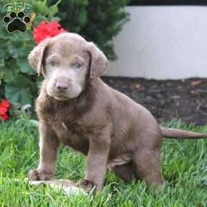 Corey, Silver Labrador Retriever Puppy
