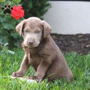 Corey, Silver Labrador Retriever Puppy