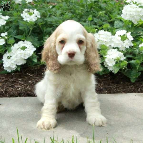 Cosmo, Cocker Spaniel Puppy