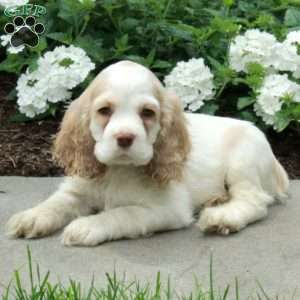 Cosmo, Cocker Spaniel Puppy