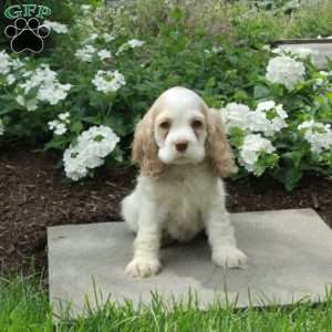 Cosmo, Cocker Spaniel Puppy