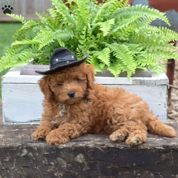 Cowboy, Forever Puppy