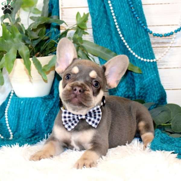Crater, French Bulldog Puppy