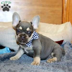 Crater, French Bulldog Puppy