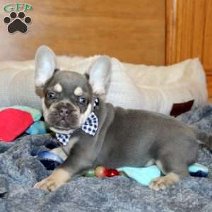 Crater, French Bulldog Puppy
