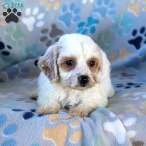 Creamsicle, Cavapoo Puppy