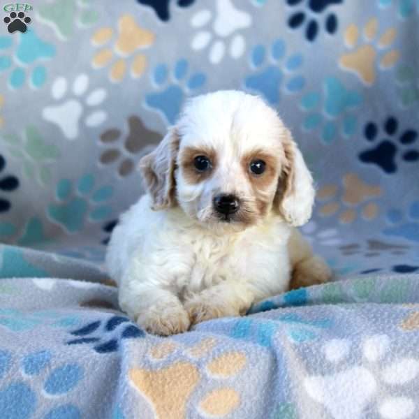 Creamsicle, Cavapoo Puppy