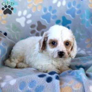Creamsicle, Cavapoo Puppy