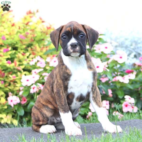 Crissy, Boxer Puppy