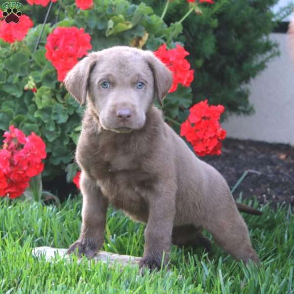 Crissy, Silver Labrador Retriever Puppy
