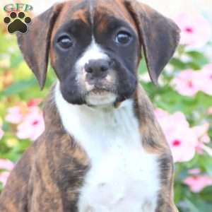Crissy, Boxer Puppy