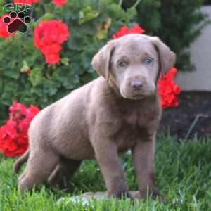 Crissy, Silver Labrador Retriever Puppy