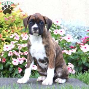 Crissy, Boxer Puppy