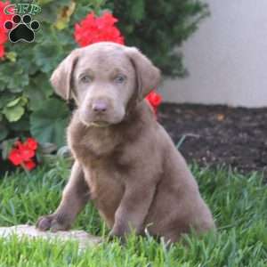 Crissy, Silver Labrador Retriever Puppy