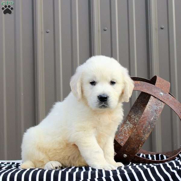 Cruise, English Cream Golden Retriever Puppy