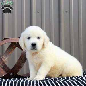 Cruise, English Cream Golden Retriever Puppy