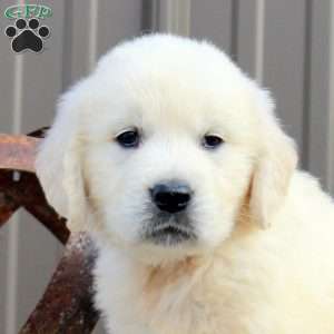 Cruise, English Cream Golden Retriever Puppy