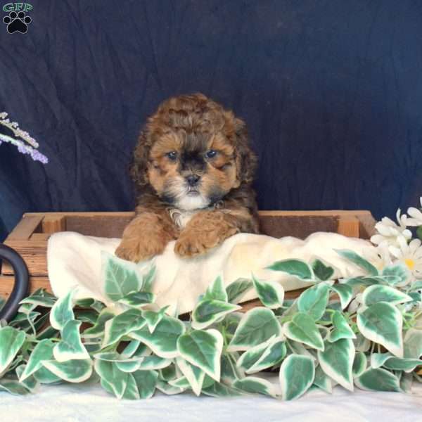Cubby, Shih-Poo Puppy